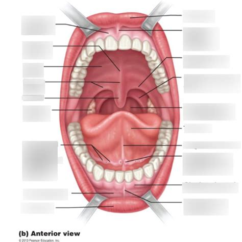 Chapter Digestive System Diagram Quizlet