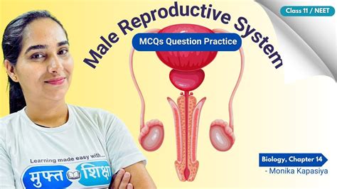 Mcq On Male Reproductive System For Neet 2023 2024 Muft Shiksha