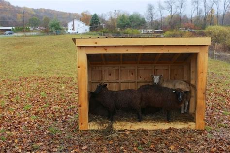 Sheep Shelter Out Of The Rain Into The Skidbarn Jon Katz Sheep