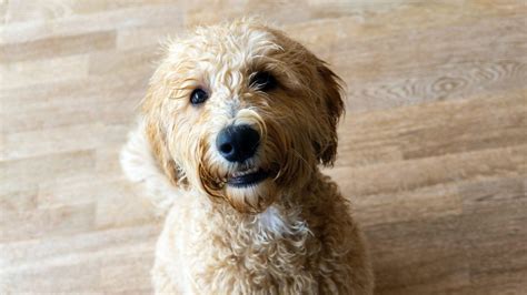 whats wrong  labradoodles  real truth  doodle guide