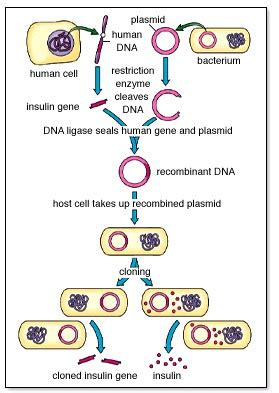 Explain How Insulin Can Be Produced Using Recombinant Dna Technology