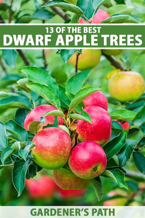 13 of the Best Dwarf Apple Tree Varieties | Gardener’s Path