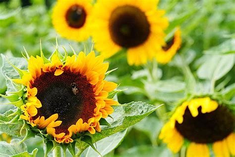 Closeup Of Sunflowers With Bee Pollination Striped Black And Yellow