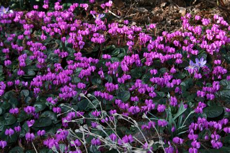 Cyclamen Coum Ballyrobert Gardens