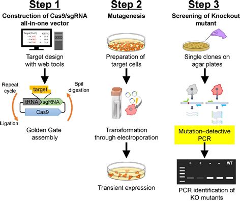 Frontiers CRISPR Toolbox For Genome Editing In Dictyostelium