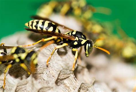 Paper Wasps | Identification And Paper Wasp Control Guide