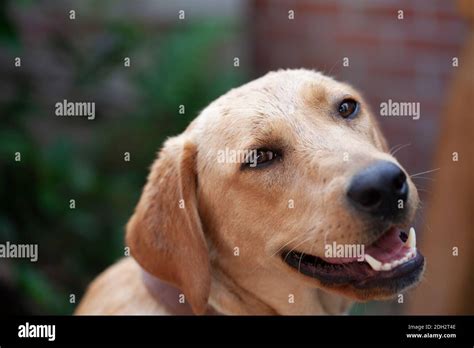 Blonde Labrador Portrait Stock Photo Alamy