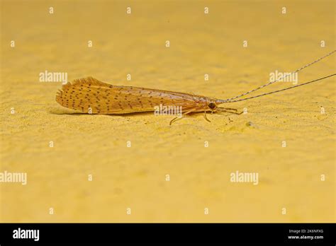 Adult Caddisfly Insect Of The Genus Nectopsyche Stock Photo Alamy