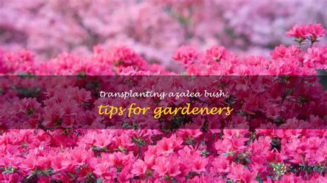 Transplanting Azalea Bush Tips For Gardeners Shuncy