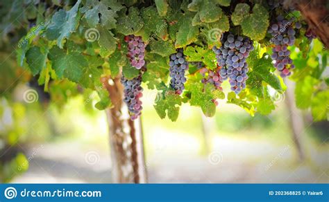 Gush Etzion Winery Stock Photos - Free & Royalty-Free Stock Photos from ...