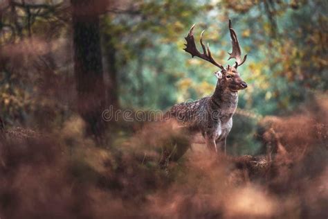 Fallow Deer Buck with Big Antlers in Autumn Forest. Stock Photo - Image ...