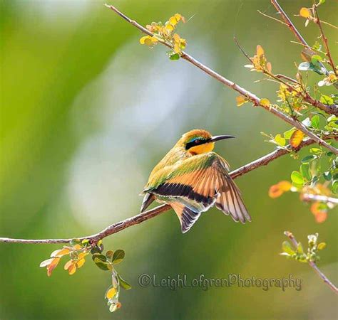 On a Wing | Focusing on Wildlife