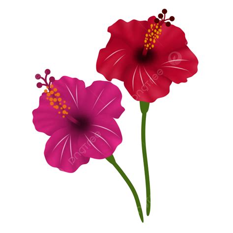 Pink And Red Hibiscus Flower Illustration Hibiscus Malaysia Th