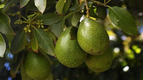 How To Plant And Grow An Avocado Tree