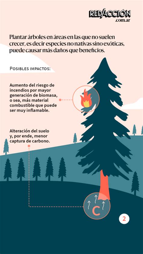 ¿plantar Millones De árboles Es La Solución Al Cambio Climático En Realidad No Es Tan Sencillo