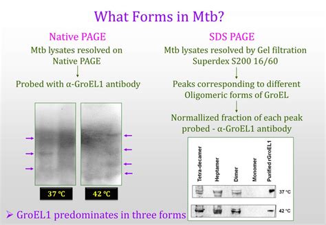 PPT Evidence For Weakened Activity Of Mycobacterial Chaperonins