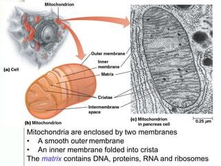 Lecture 2 Cells and organelles.pptx 