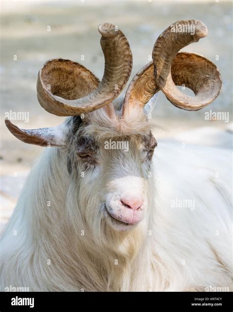 Portrait of a markhor goat Stock Photo - Alamy