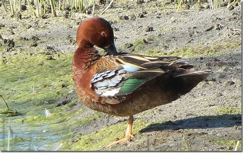 Identification of Cinnamon Teal | Bird identification, Dabbling duck ...