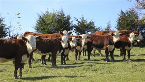 Polled Hereford Calf