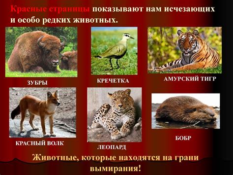 Красная Книга России Картинки И Названия – Telegraph