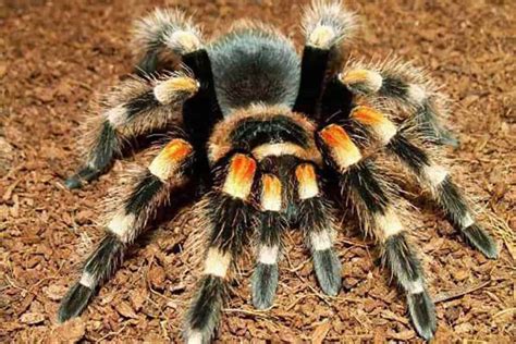 Tarantula as Pets - Shrimp and Snail Breeder