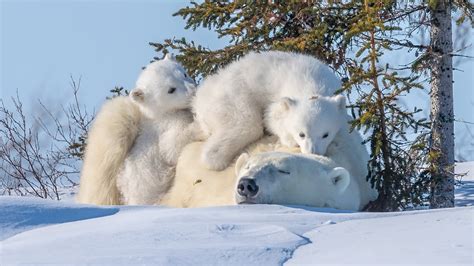 Three white polar bears, polar bears, animals, baby animals, snow HD