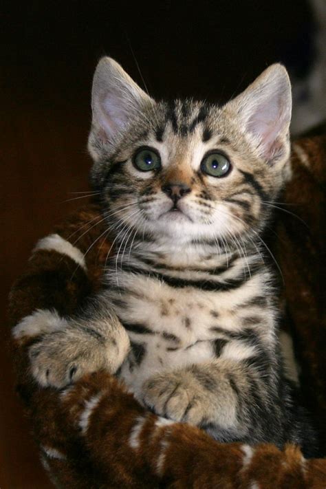 44 HQ Photos Marble Bengal Cat Colors / Silver Marble Bengal Available ...