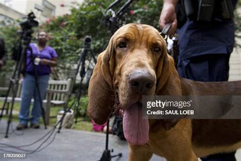 65 Bloodhound Police Dog Stock Photos, High-Res Pictures, and Images ...