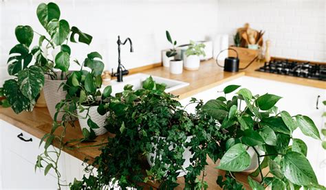 Top Des Plus Belles Plantes Vertes Retombantes Adopter Chez Soi