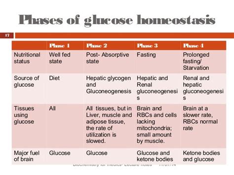 Blood Glucose Homeostasis Revised