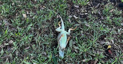 Watch Out! Frozen Iguanas Fall Out Of Trees - CBS Miami