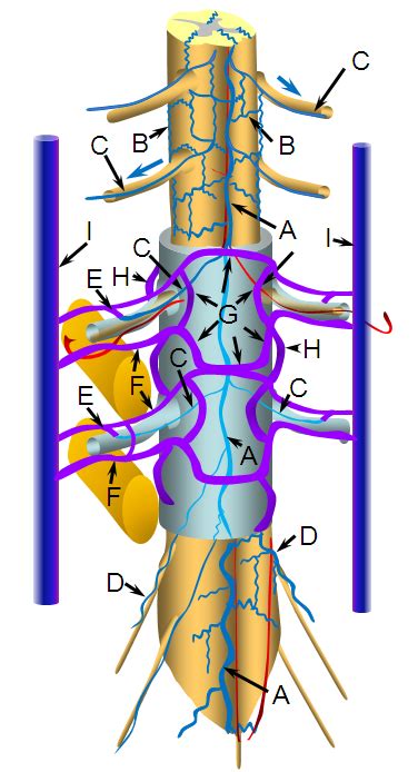 Spinal Venous Anatomy