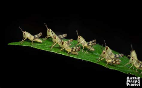 Grasshoppers In Cairns Botanic Gardens Let S Go Buggin Cairns