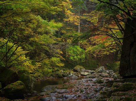 K K K Forests Stones Stream Moss Rare Gallery Hd