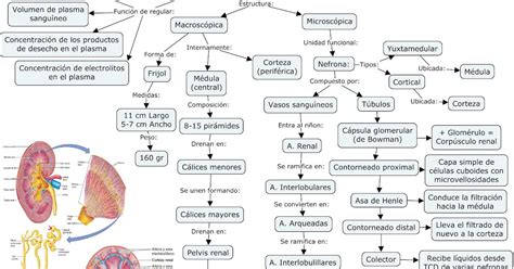 Fisiología Básica y Médica Mapa Conceptual de Generalidades de Riñones