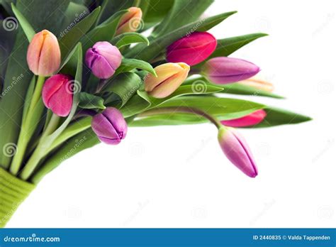 Bouquet of tulips stock image. Image of green, tulips - 2440835