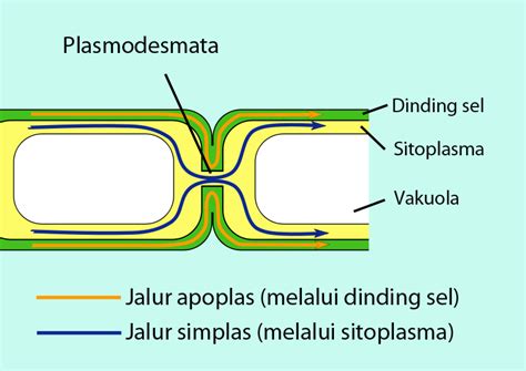 Pengertian Dan Perbedaan Simplas Apoplas Dan Transpor Transmembran