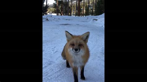 Friendly Red Fox In Breckenridge Colorado Youtube