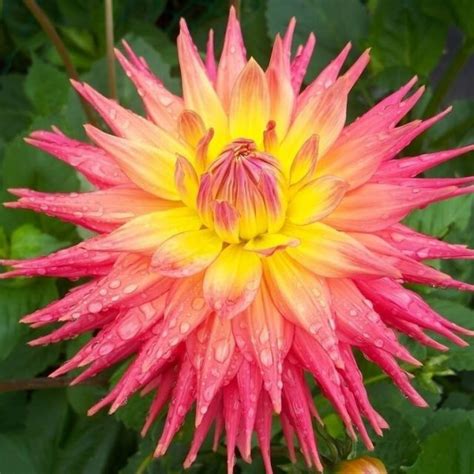 80 Colors Dahlia Seeds,100pcs/pack