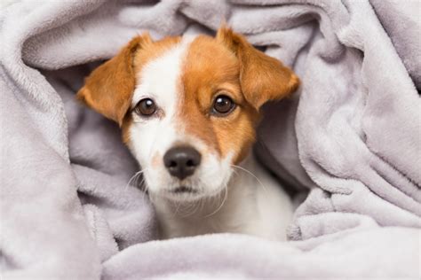 Un Chien A T Il Froid Conseils Dexperts Pour Bien Le R Chauffer Blog