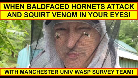 Baldfaced Hornets Attack Spray Venom In Our Eyes Removing Dangerous Wasp Nest In Tall Grass