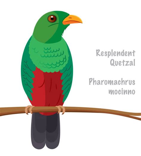 40 Resplendent Quetzal Stock Illustrations Royalty Free Vector