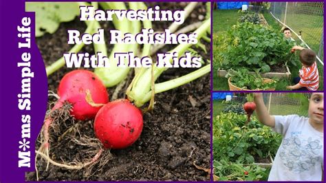 Harvesting Red Radishes With Kids 2015 Youtube