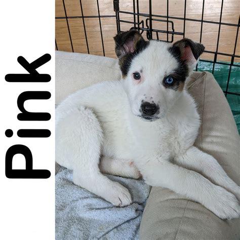 Pink Manitoba Mutts Dog Rescue