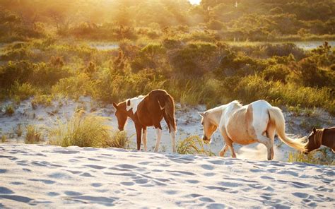 5_assateague island maryland wiys - When In Your State