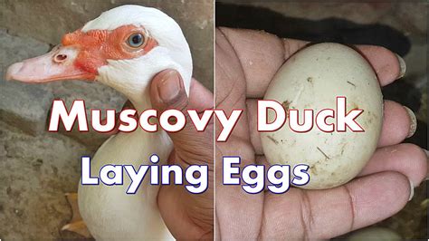 Young Muscovy Ducks Start Laying Eggs Muscovy Ducks Breeding Youtube