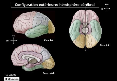 Cerveau Diagram Quizlet