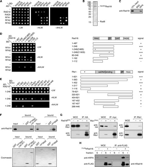 Interaction Of Rad With The Rpa Complex A Protein Protein