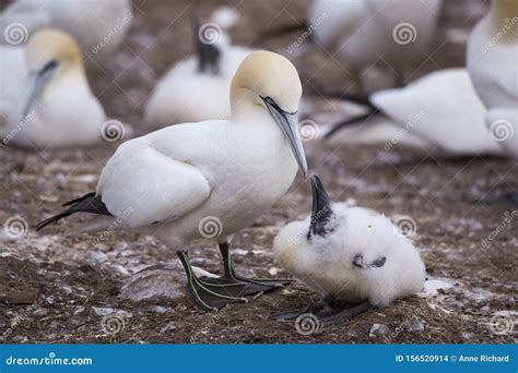 Closeup of Northern Gannet Tending To Fledgling in Its Breeding Colony of Bonaventure Island ...